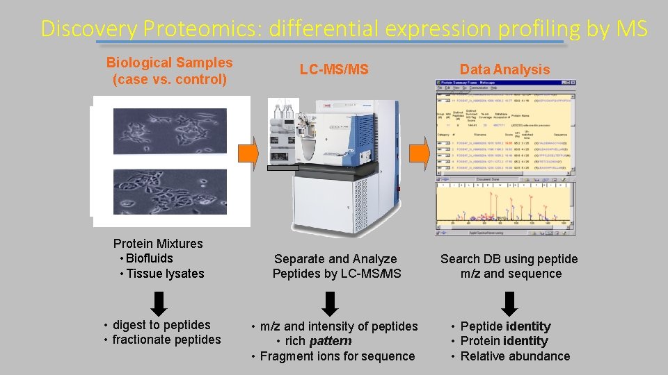 Discovery Proteomics: differential expression profiling by MS Biological Samples (case vs. control) Protein Mixtures