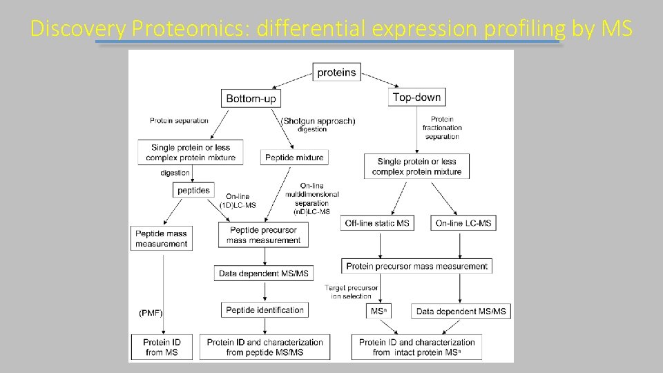 Discovery Proteomics: differential expression profiling by MS 