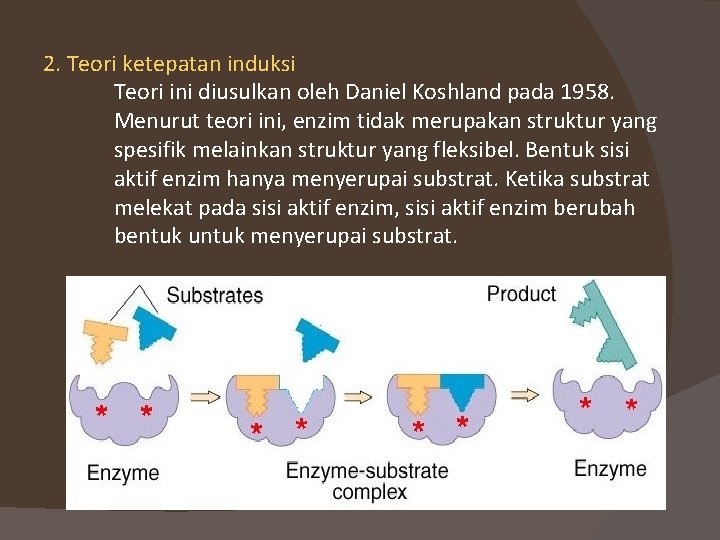 2. Teori ketepatan induksi Teori ini diusulkan oleh Daniel Koshland pada 1958. Menurut teori