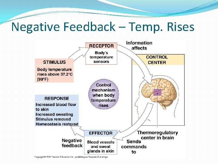 Negative Feedback – Temp. Rises 
