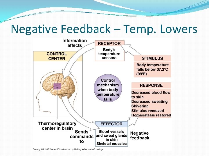 Negative Feedback – Temp. Lowers 