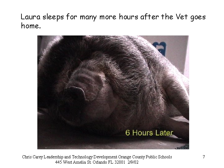Laura sleeps for many more hours after the Vet goes home. Chris Carey Leadership