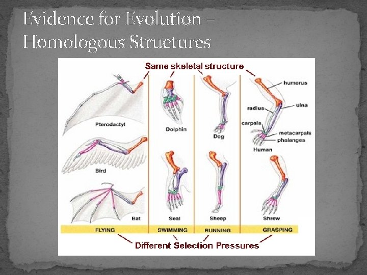 Evidence for Evolution – Homologous Structures 