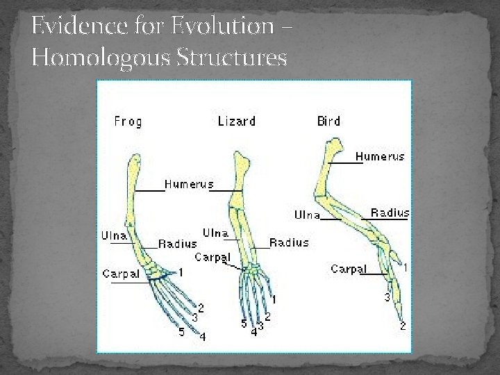 Evidence for Evolution – Homologous Structures 