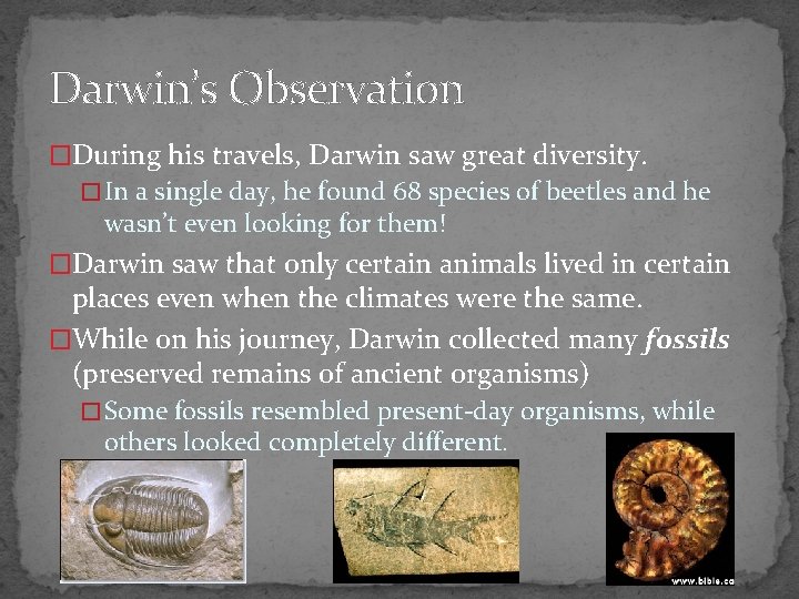 Darwin’s Observation �During his travels, Darwin saw great diversity. � In a single day,