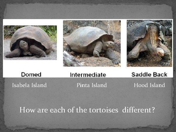 Isabela Island Pinta Island Hood Island How are each of the tortoises different? 