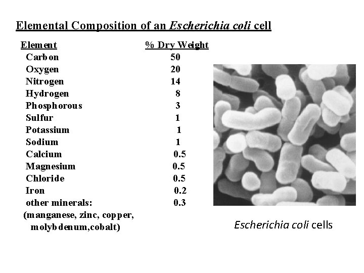 Elemental Composition of an Escherichia coli cell Element Carbon Oxygen Nitrogen Hydrogen Phosphorous Sulfur