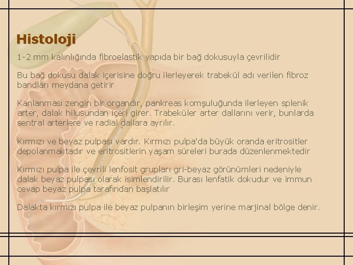 Histoloji 1 -2 mm kalınlığında fibroelastik yapıda bir bağ dokusuyla çevrilidir Bu bağ dokusu