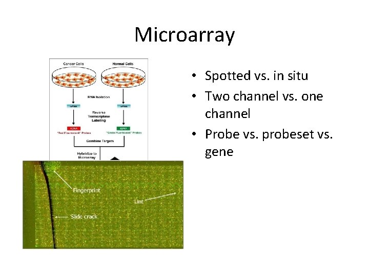 Microarray • Spotted vs. in situ • Two channel vs. one channel • Probe