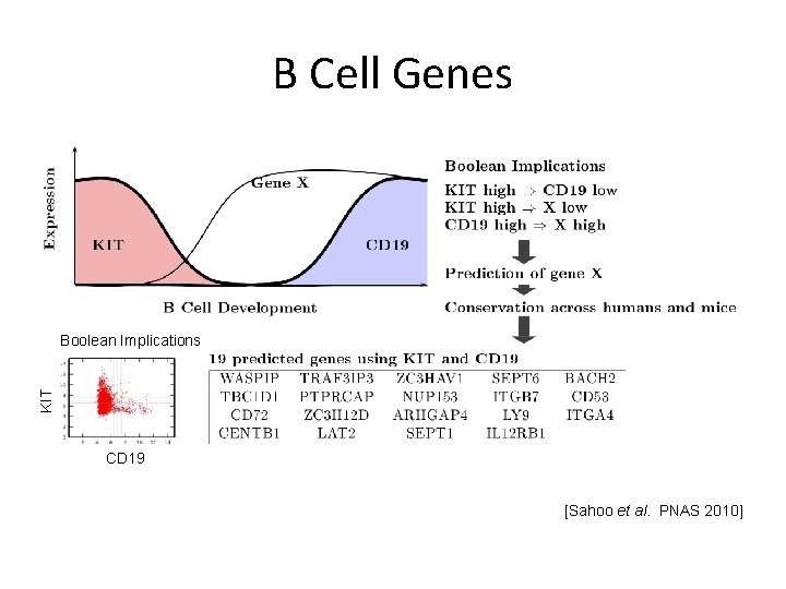 B Cell Genes KIT Boolean Implications CD 19 [Sahoo et al. PNAS 2010] 