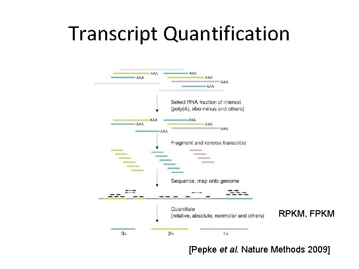 Transcript Quantification RPKM, FPKM [Pepke et al. Nature Methods 2009] 