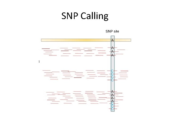 SNP Calling 