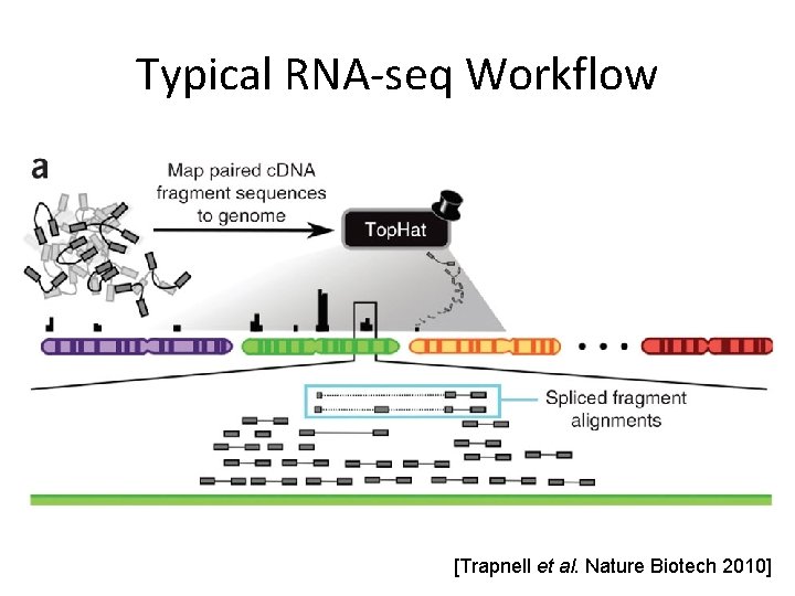 Typical RNA-seq Workflow [Trapnell et al. Nature Biotech 2010] 