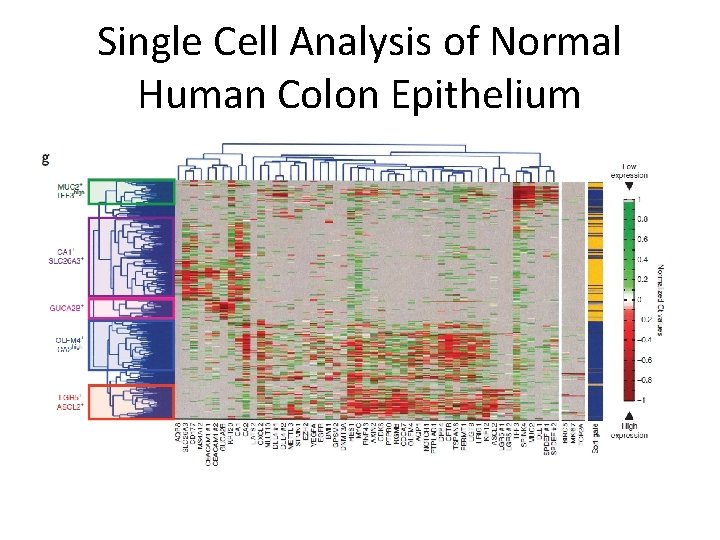 Single Cell Analysis of Normal Human Colon Epithelium 