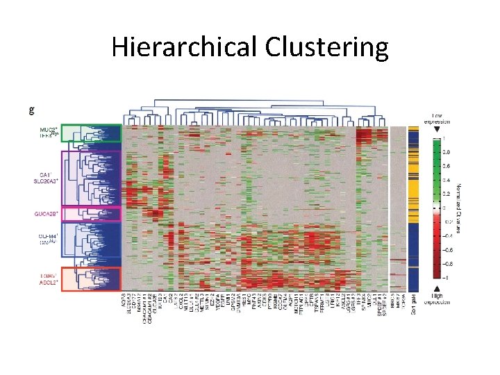 Hierarchical Clustering 