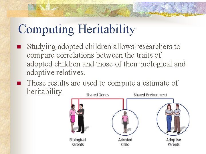 Computing Heritability n n Studying adopted children allows researchers to compare correlations between the