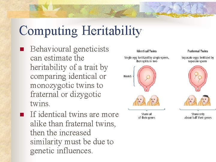 Computing Heritability n n Behavioural geneticists can estimate the heritability of a trait by