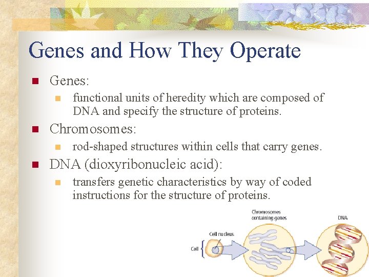 Genes and How They Operate n Genes: n n Chromosomes: n n functional units