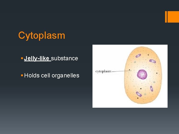 Cytoplasm § Jelly-like substance § Holds cell organelles 