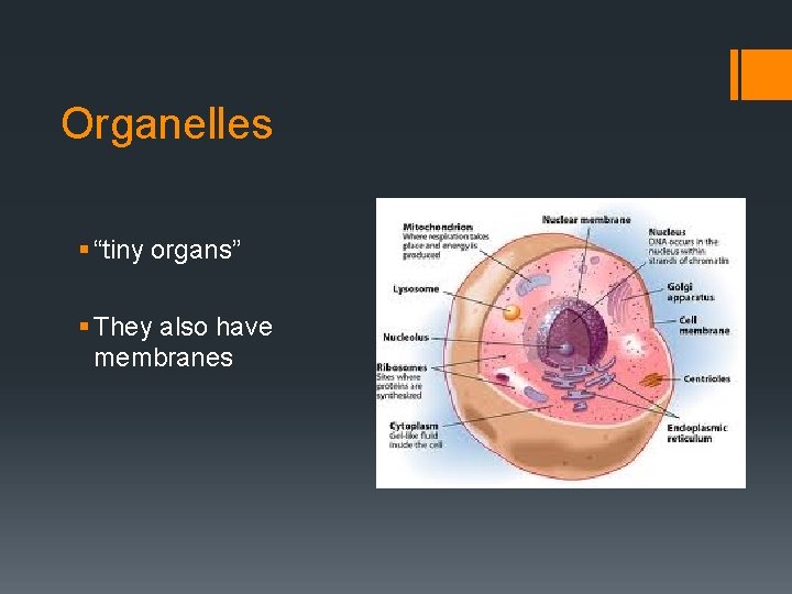 Organelles § “tiny organs” § They also have membranes 