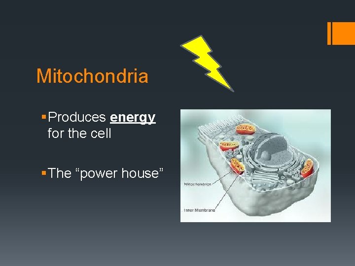 Mitochondria § Produces energy for the cell § The “power house” 