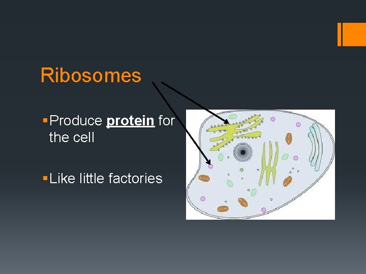 Ribosomes § Produce protein for the cell § Like little factories 