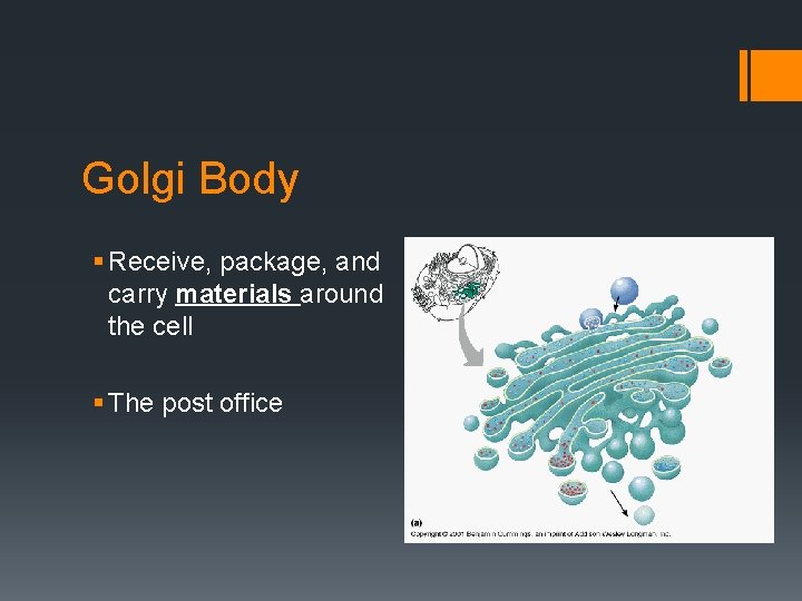 Golgi Body § Receive, package, and carry materials around the cell § The post