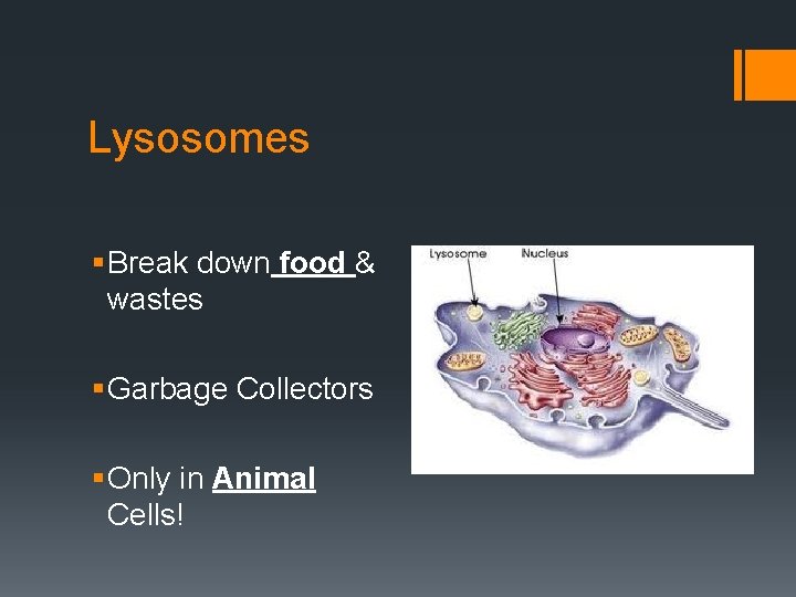 Lysosomes § Break down food & wastes § Garbage Collectors § Only in Animal