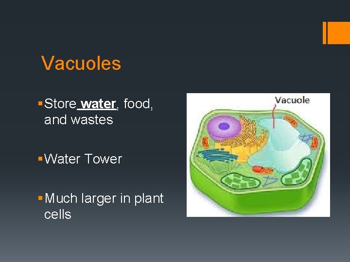 Vacuoles § Store water, food, and wastes § Water Tower § Much larger in