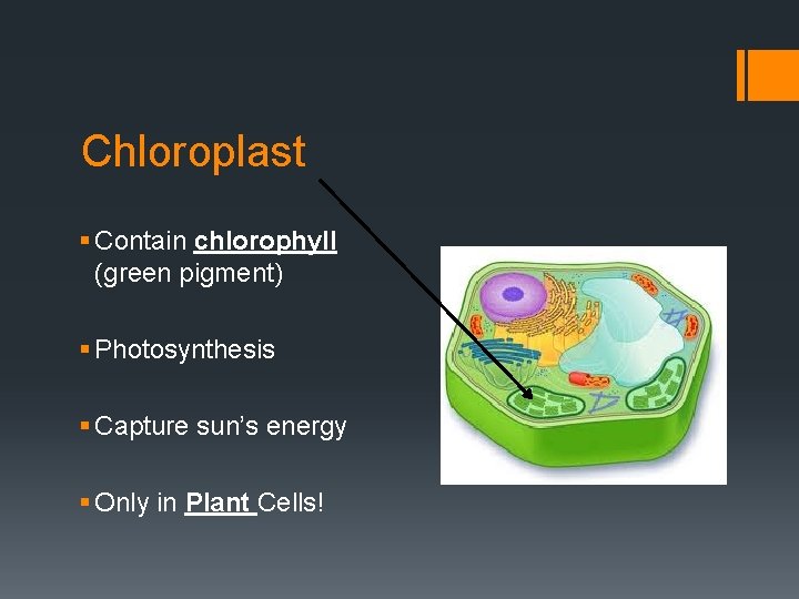 Chloroplast § Contain chlorophyll (green pigment) § Photosynthesis § Capture sun’s energy § Only