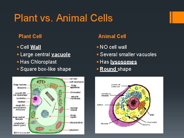 Plant vs. Animal Cells Plant Cell § Cell Wall § Large central vacuole §