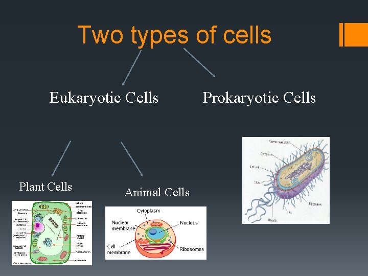 Two types of cells Eukaryotic Cells Plant Cells Animal Cells Prokaryotic Cells 