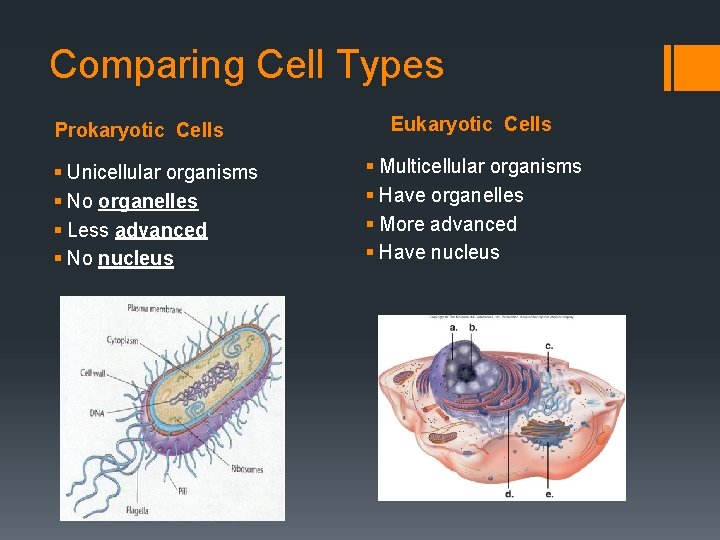 Comparing Cell Types Prokaryotic Cells § Unicellular organisms § No organelles § Less advanced