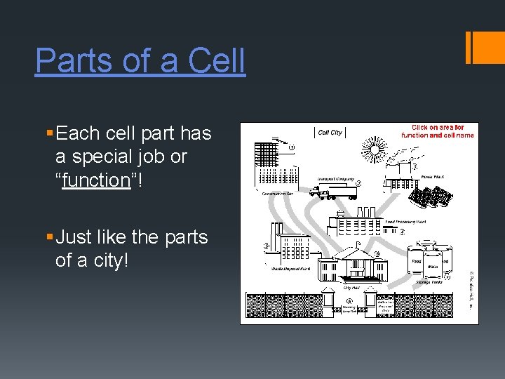 Parts of a Cell § Each cell part has a special job or “function”!