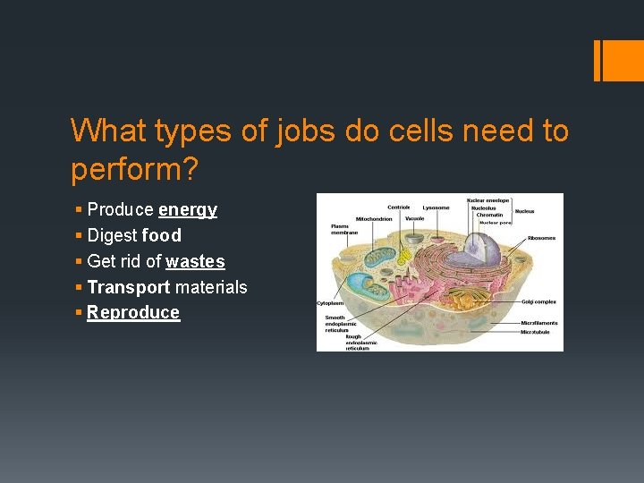What types of jobs do cells need to perform? § Produce energy § Digest