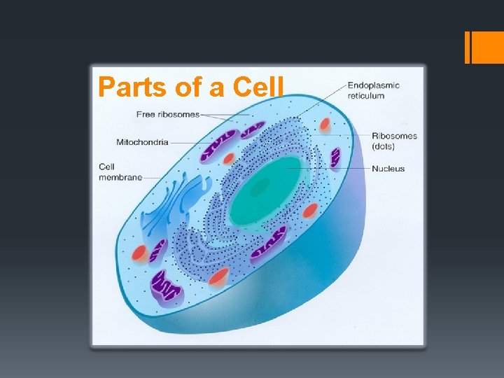 Parts of a Cell 