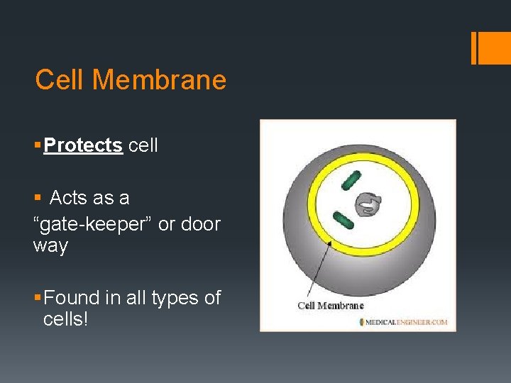 Cell Membrane § Protects cell § Acts as a “gate-keeper” or door way §