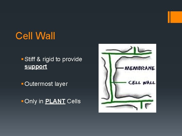 Cell Wall § Stiff & rigid to provide support § Outermost layer § Only