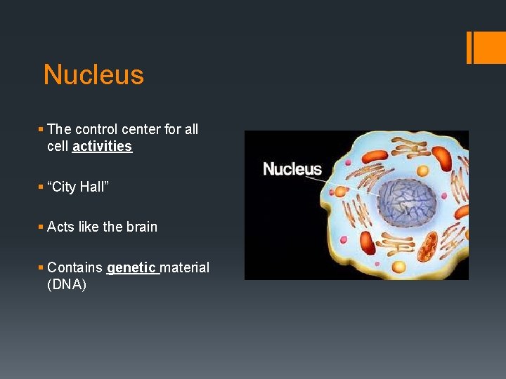 Nucleus § The control center for all cell activities § “City Hall” § Acts