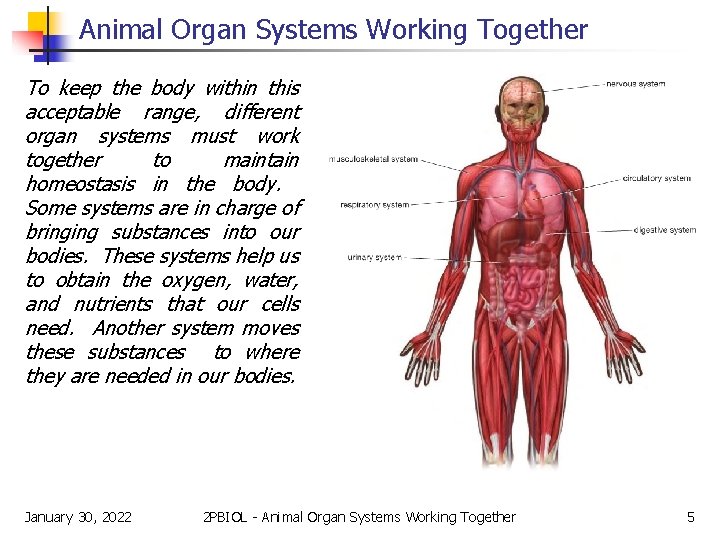 Animal Organ Systems Working Together To keep the body within this acceptable range, different