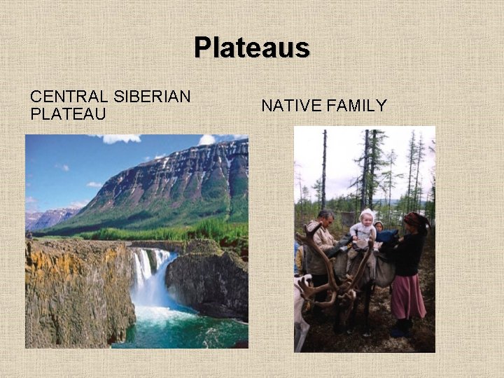 Plateaus CENTRAL SIBERIAN PLATEAU NATIVE FAMILY 