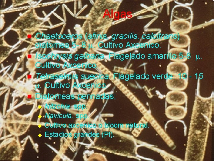 Algas n n Chaetoceros (afinis, gracilis, calcitrans) diatomea 5 - 8 m. Cultivo Axcenico.