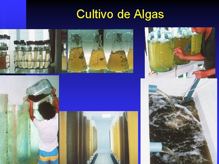 Cultivo de Algas 