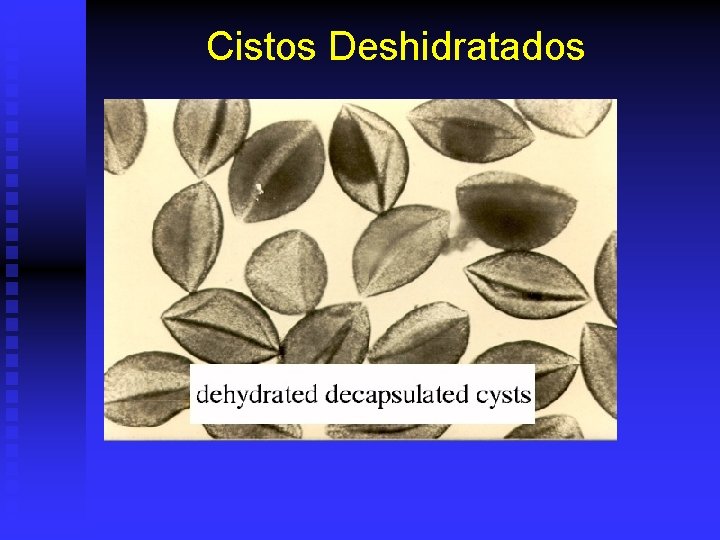 Cistos Deshidratados 