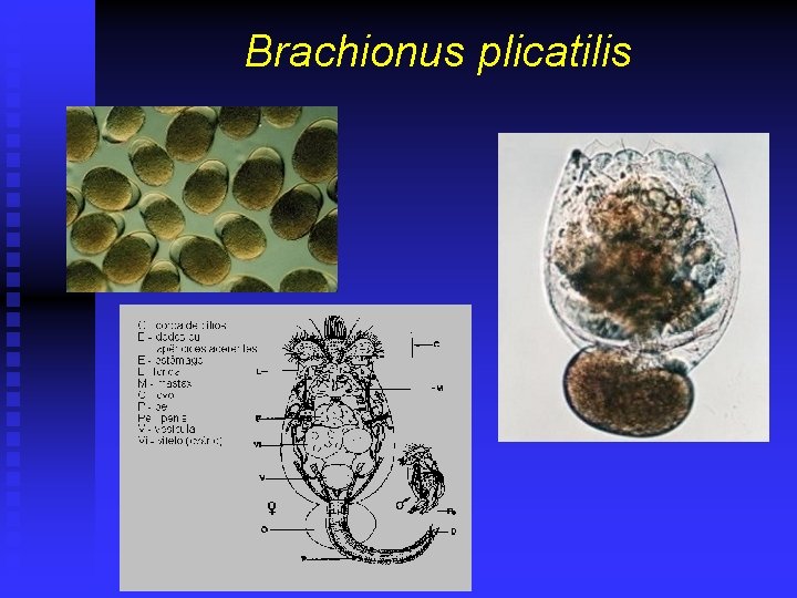 Brachionus plicatilis 