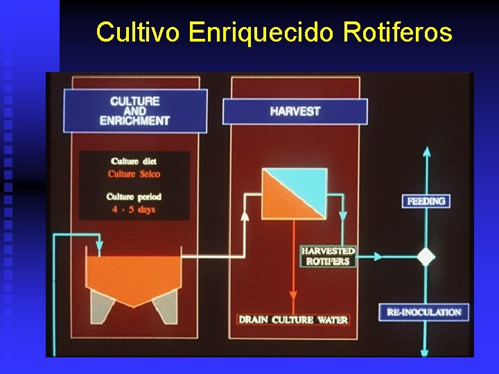 Cultivo Enriquecido Rotiferos 