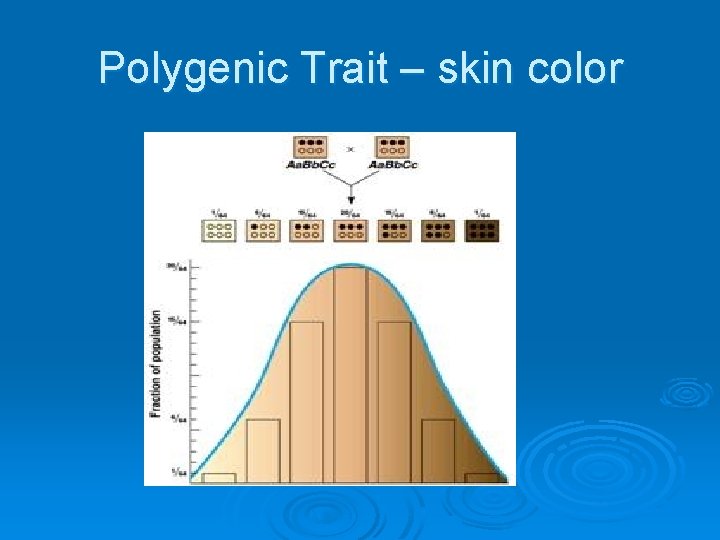 Polygenic Trait – skin color 
