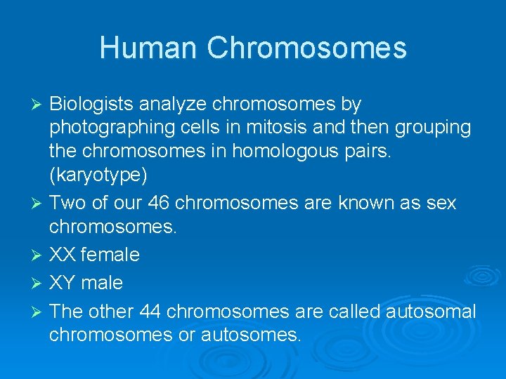 Human Chromosomes Biologists analyze chromosomes by photographing cells in mitosis and then grouping the