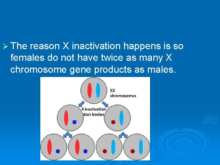 Ø The reason X inactivation happens is so females do not have twice as