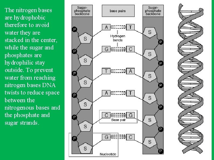 The nitrogen bases are hydrophobic therefore to avoid water they are stacked in the